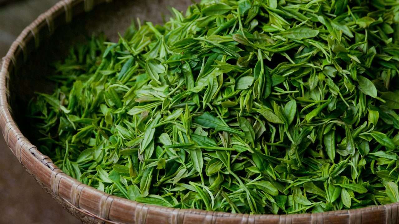 https://5elemteai.hu/wp-content/uploads/2024/09/green-tea-leaves-1280x720.jpg